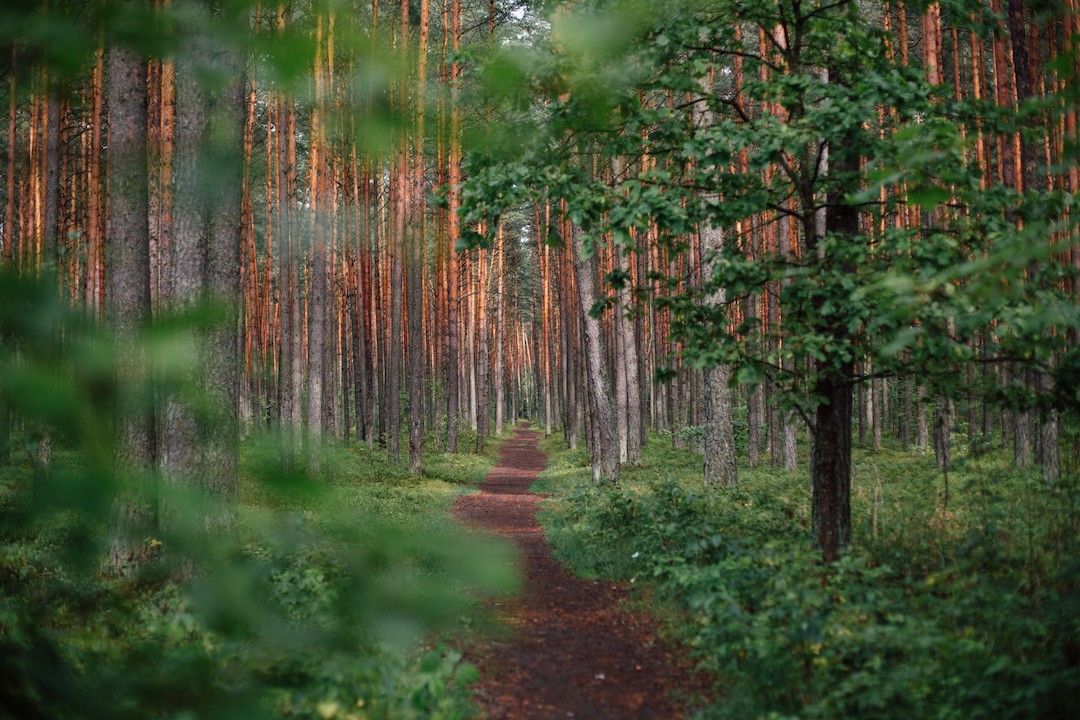 Path through the woods