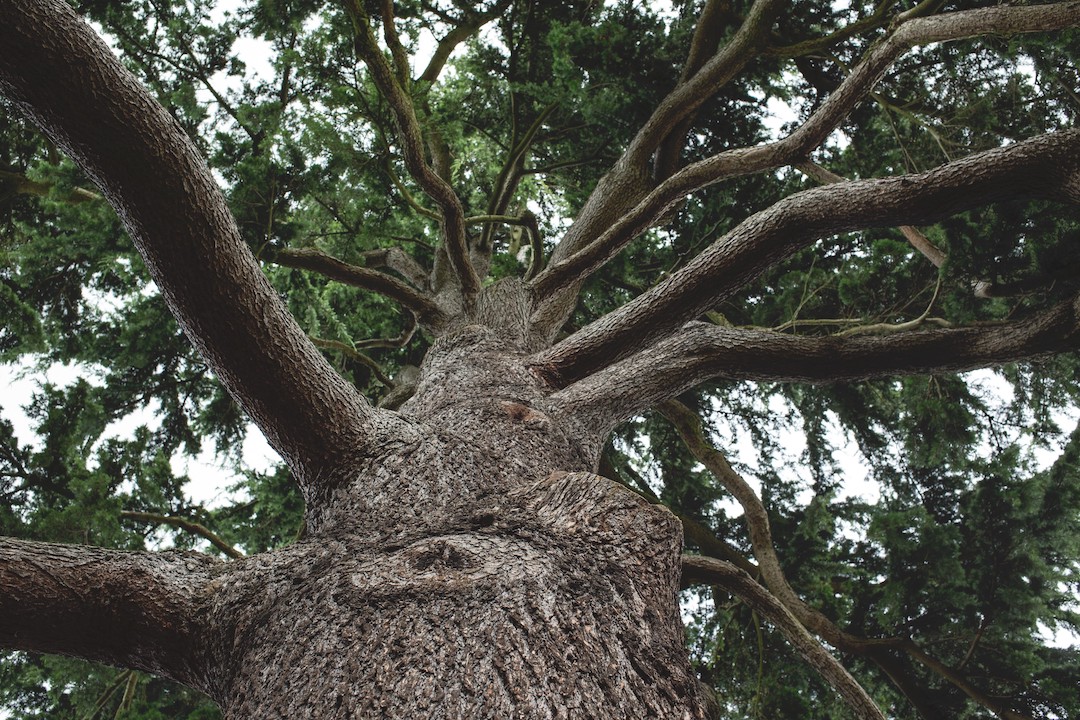 Tree branches from below