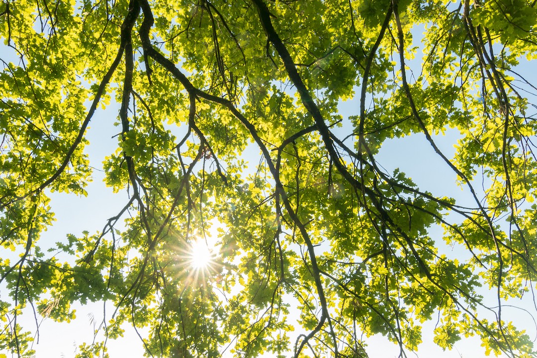 Sunlight through tree branches