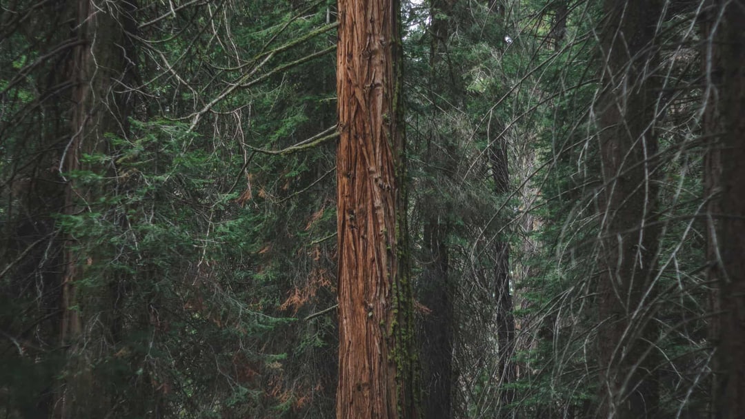 Photograph of a tree with deeply ridged bark in a forest in Sequoia National Park, United States