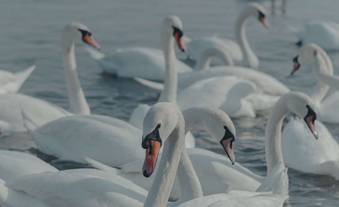 seven swans